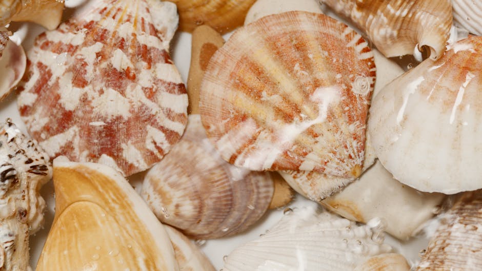A close-up image showing a collection of various seashells, including scallops and other mollusk shells, in natural colors such as shades of pink, orange, beige, and white. The shells have different t